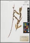 Foto von Salix acutifolia Willd.